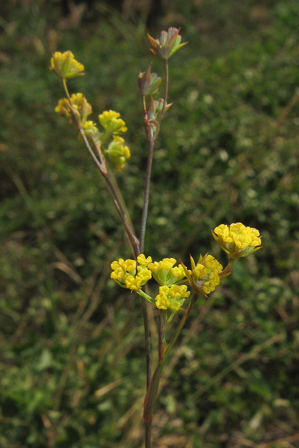 Image of Bupleurum brachiatum specimen.