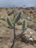 Salix lapponum