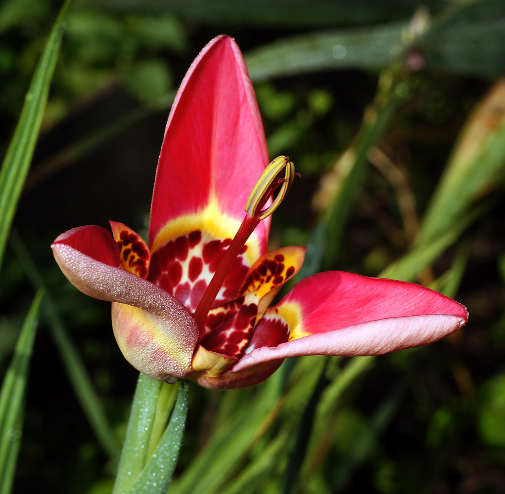 Image of Tigridia pavonia specimen.