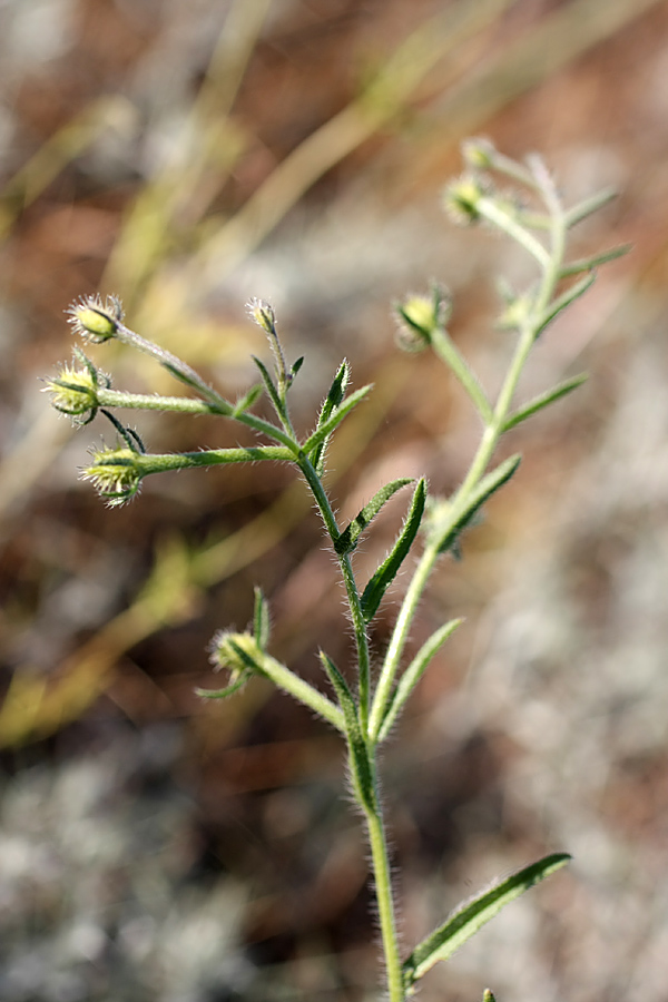 Image of Heterocaryum rigidum specimen.