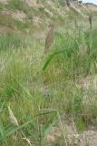 View full-size image Phragmites australis