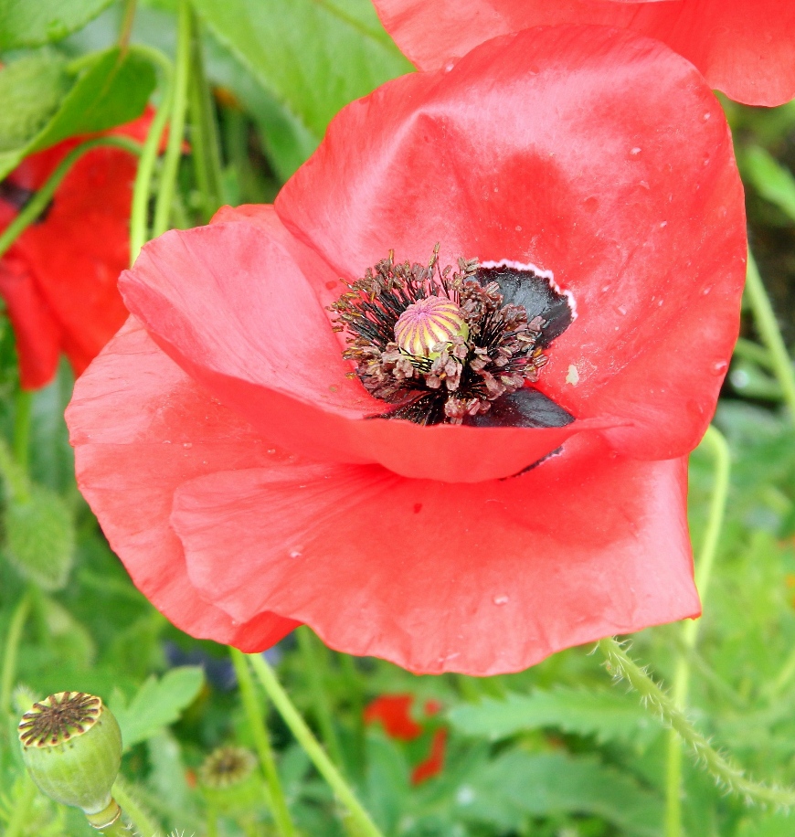 Изображение особи Papaver rhoeas.