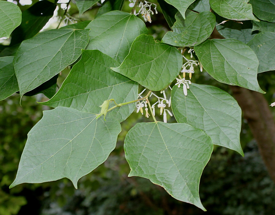 Image of Alangium platanifolium specimen.