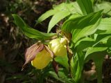 Cypripedium calceolus