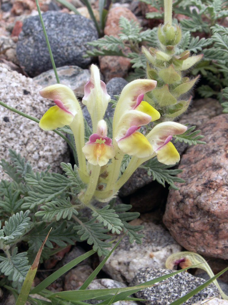 Image of Scutellaria przewalskii specimen.