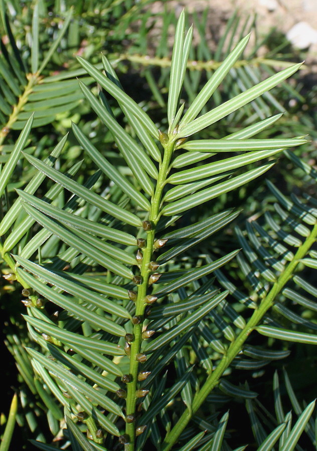 Image of Torreya grandis specimen.