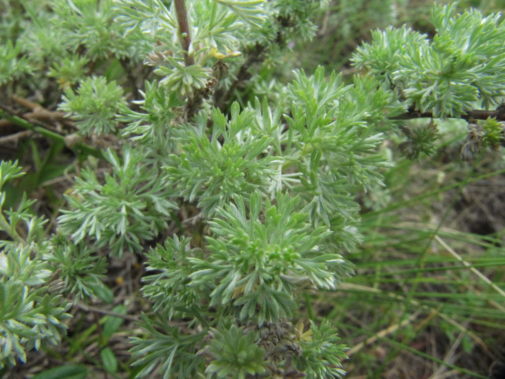 Image of Artemisia frigida specimen.