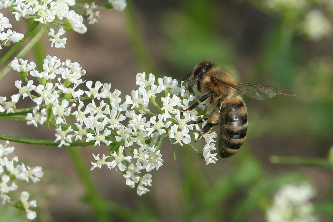 Изображение особи Conium maculatum.