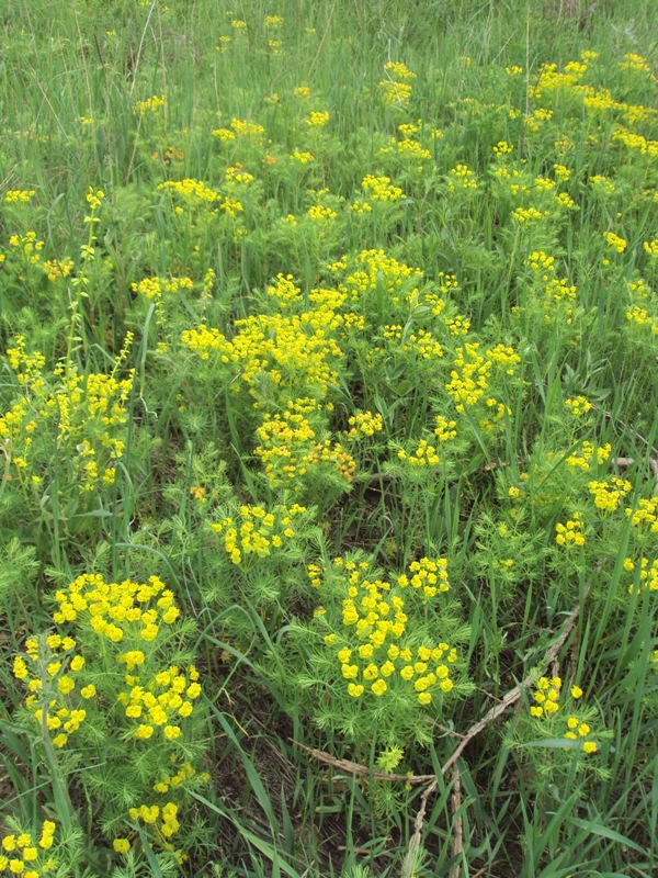 Image of Euphorbia cyparissias specimen.