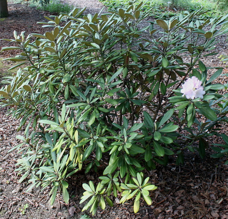 Image of Rhododendron yakushimanum specimen.