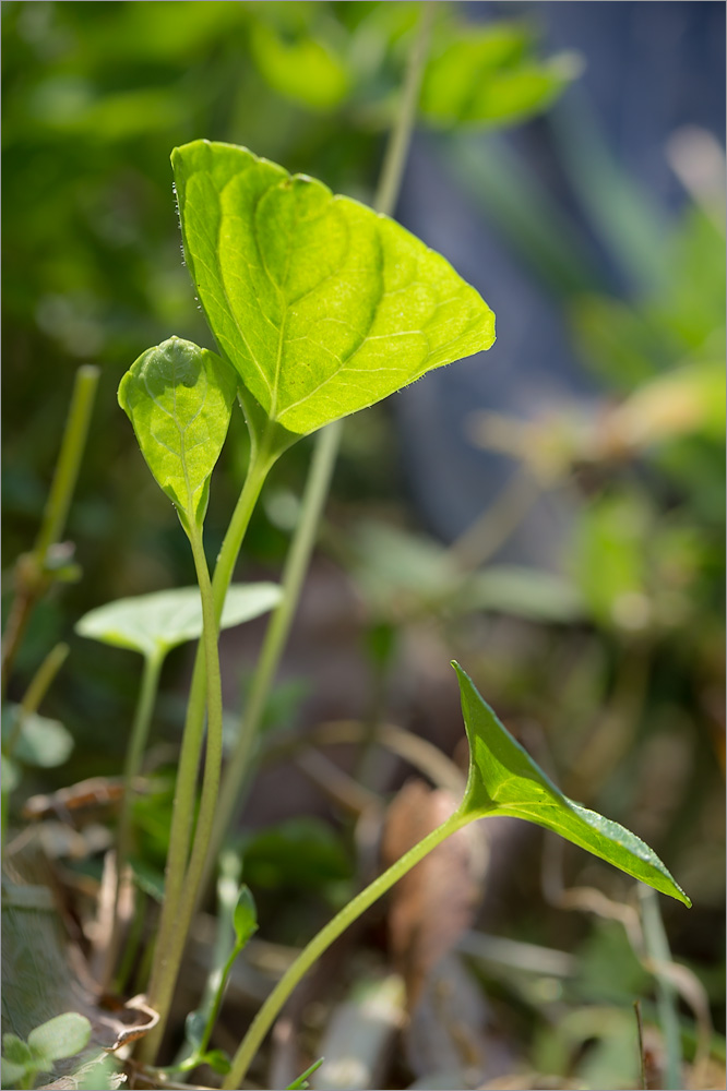 Image of Viola &times; ruprechtiana specimen.