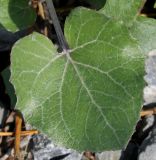 Petasites paradoxus