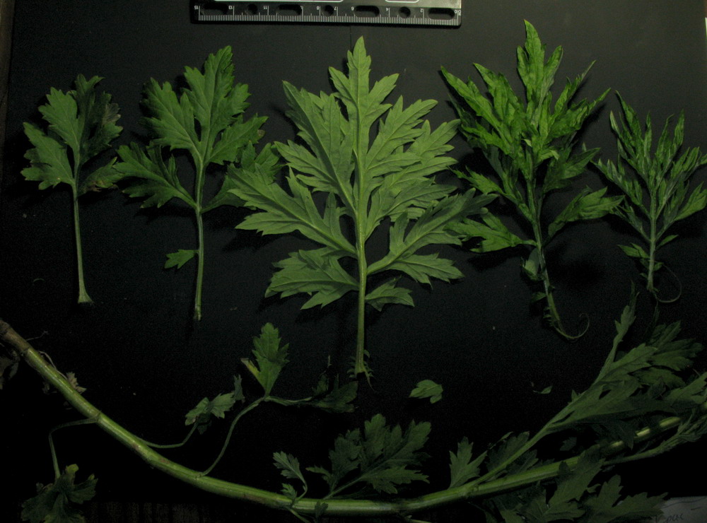 Image of Artemisia vulgaris specimen.