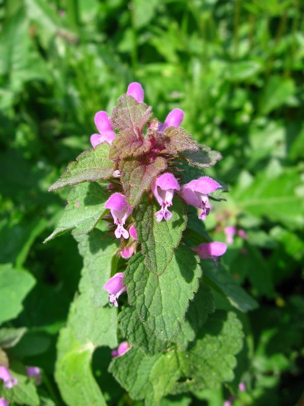 Изображение особи Lamium purpureum.