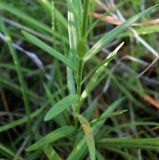 Смотреть изображение Polygala major
