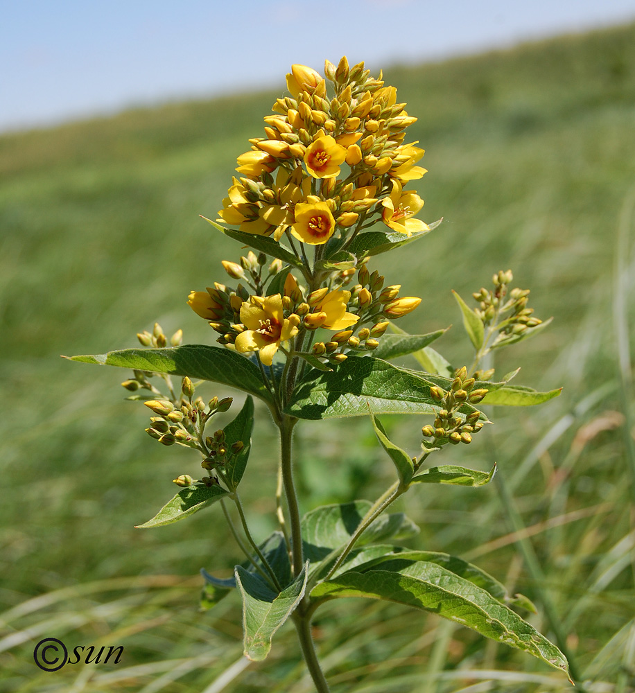 Image of Lysimachia vulgaris specimen.