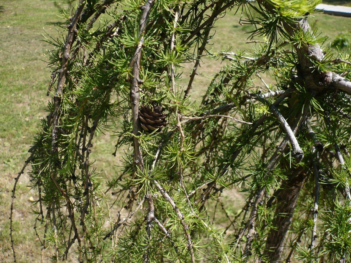 Image of Larix sibirica specimen.