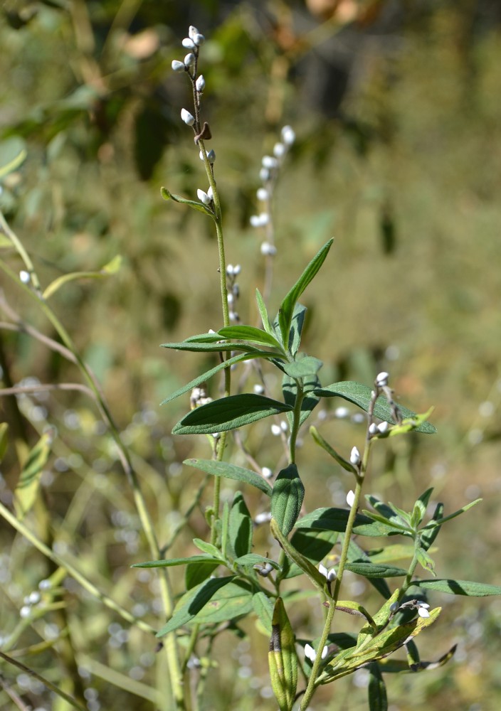 Image of Lithospermum officinale specimen.