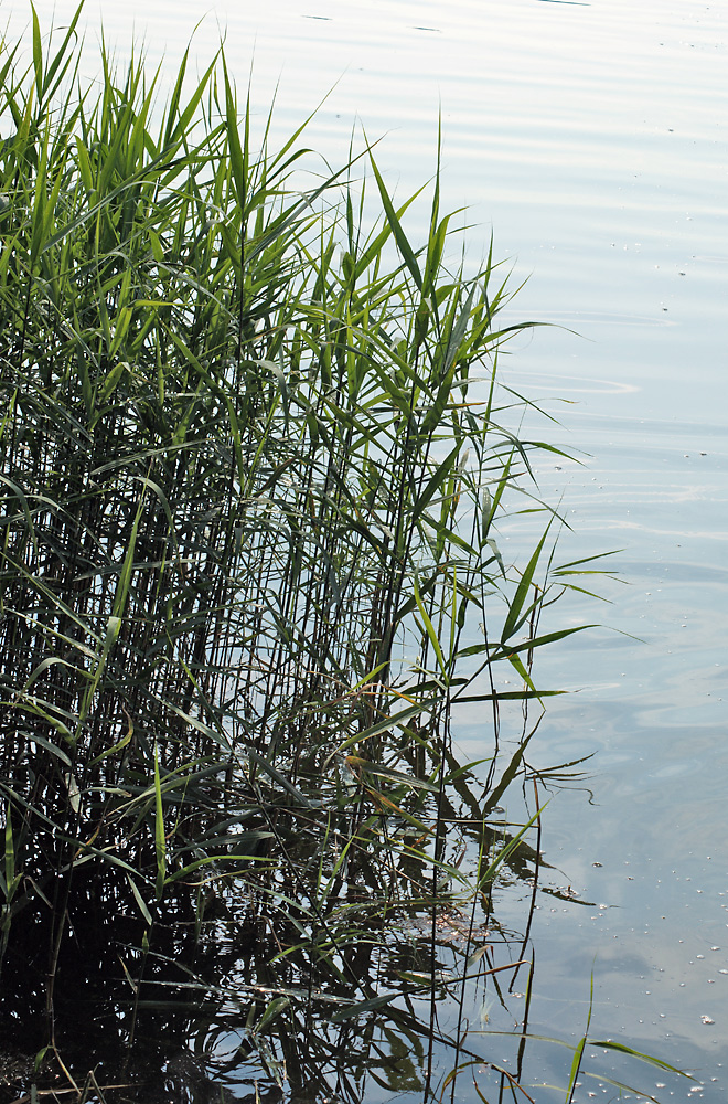 Image of Phragmites australis specimen.