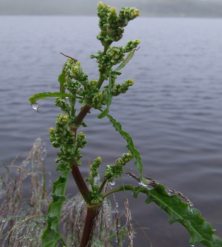 Image of Rumex longifolius specimen.