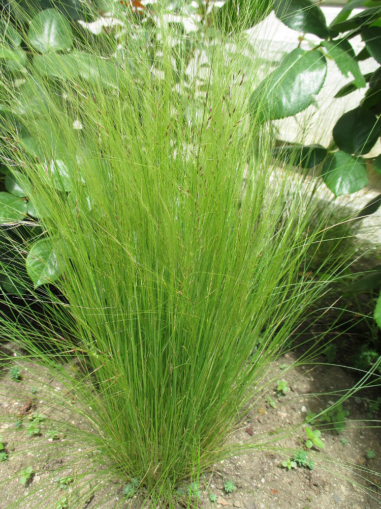 Image of familia Poaceae specimen.