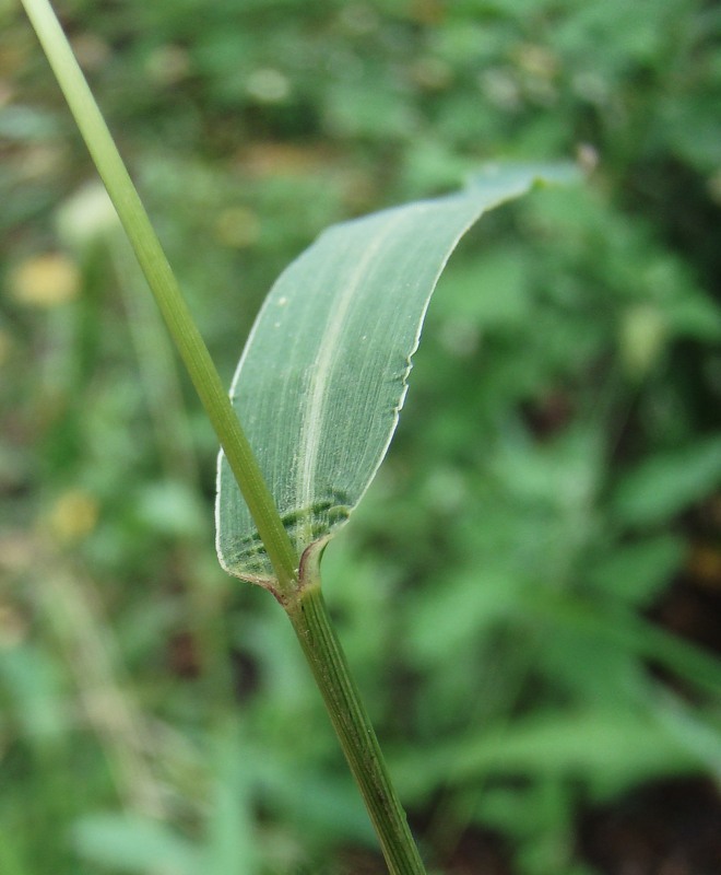 Image of Setaria viridis specimen.