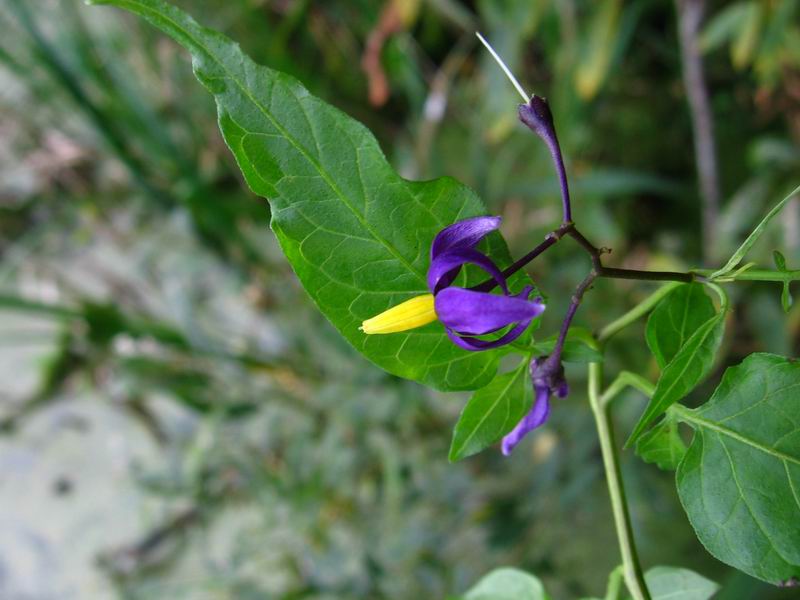 Изображение особи Solanum dulcamara.