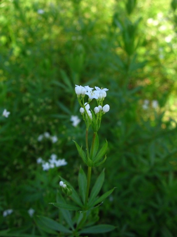 Image of Galium rivale specimen.