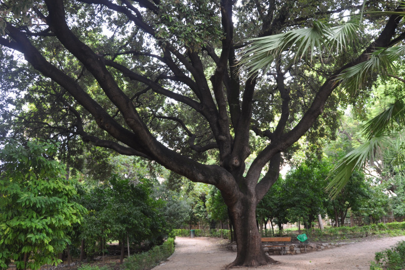 Image of Quercus ilex specimen.