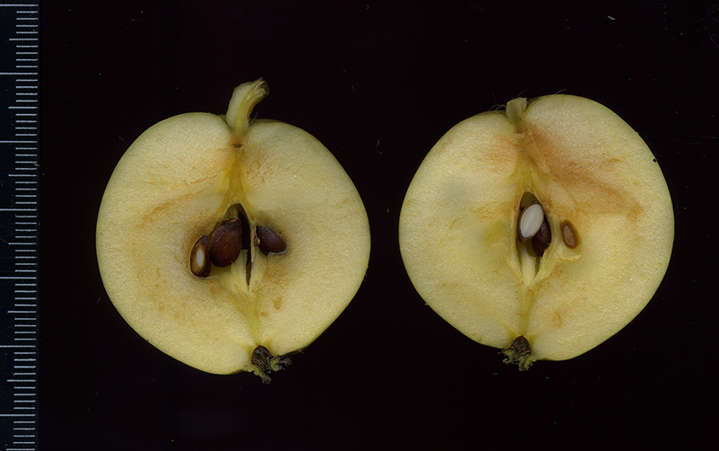 Image of Malus sylvestris specimen.