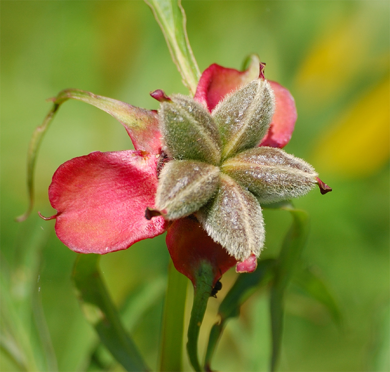 Image of Paeonia anomala specimen.