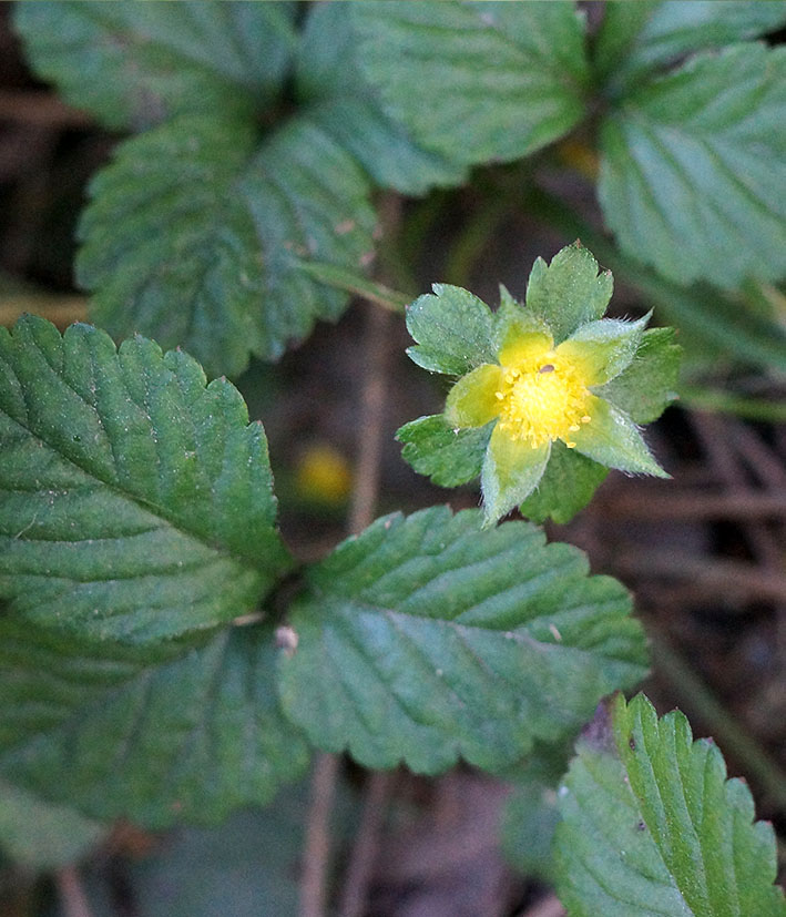 Image of Duchesnea indica specimen.