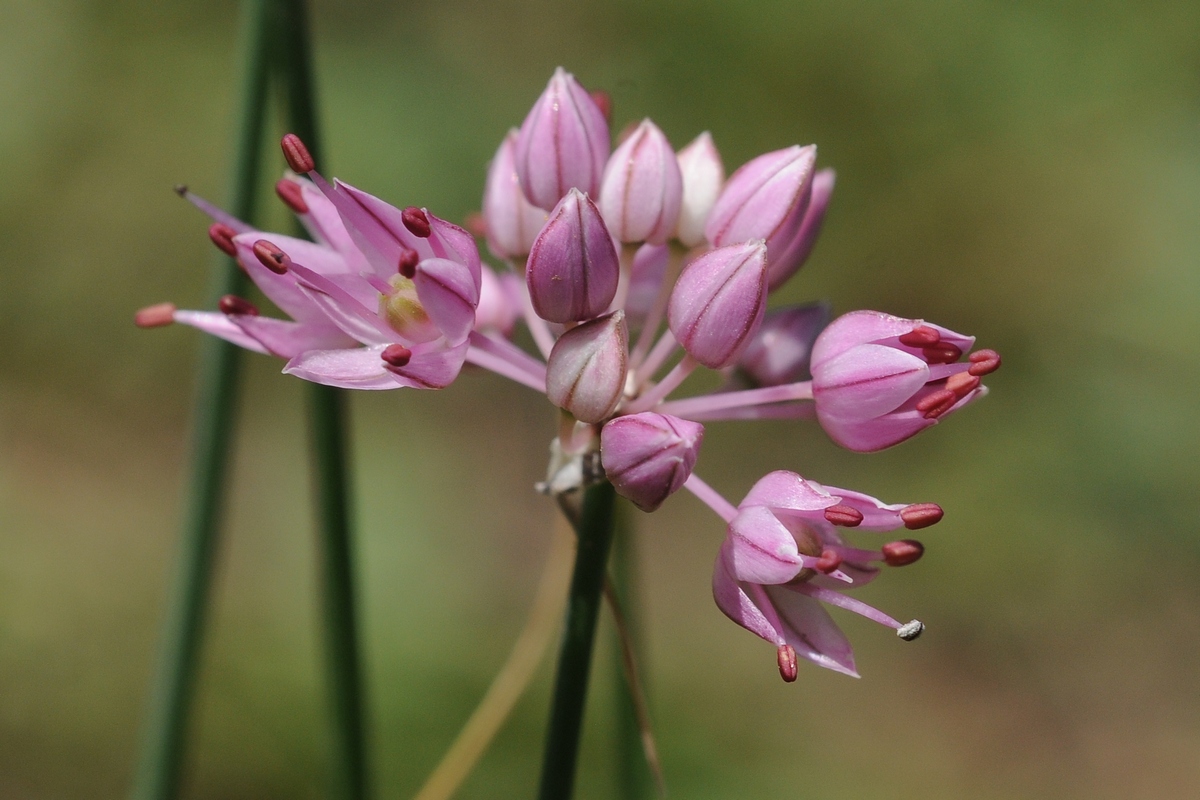 Изображение особи Allium globosum.