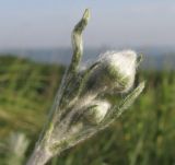 Ranunculus illyricus