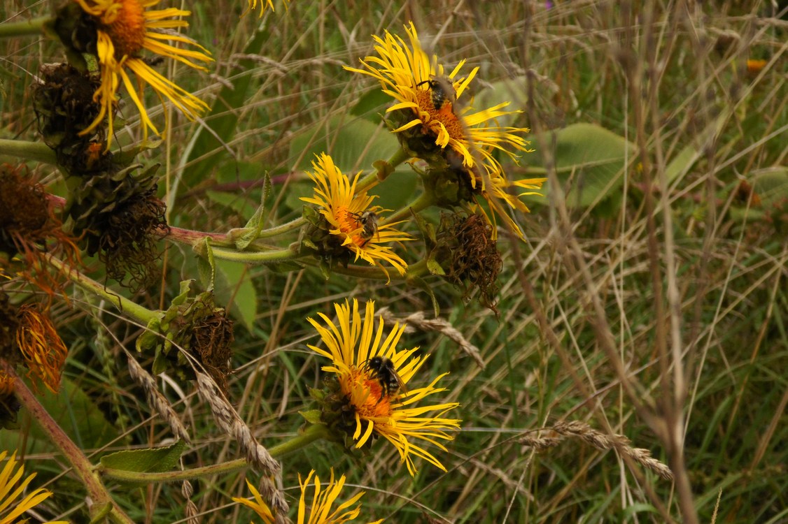 Image of Inula helenium specimen.