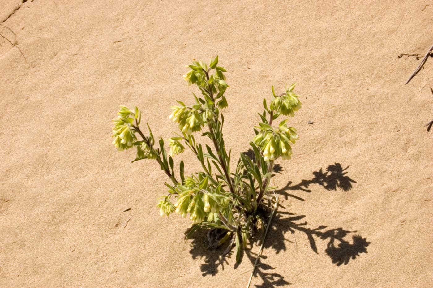 Image of genus Onosma specimen.