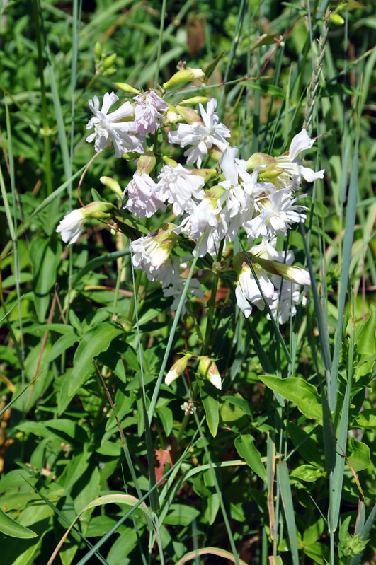 Image of Saponaria officinalis specimen.