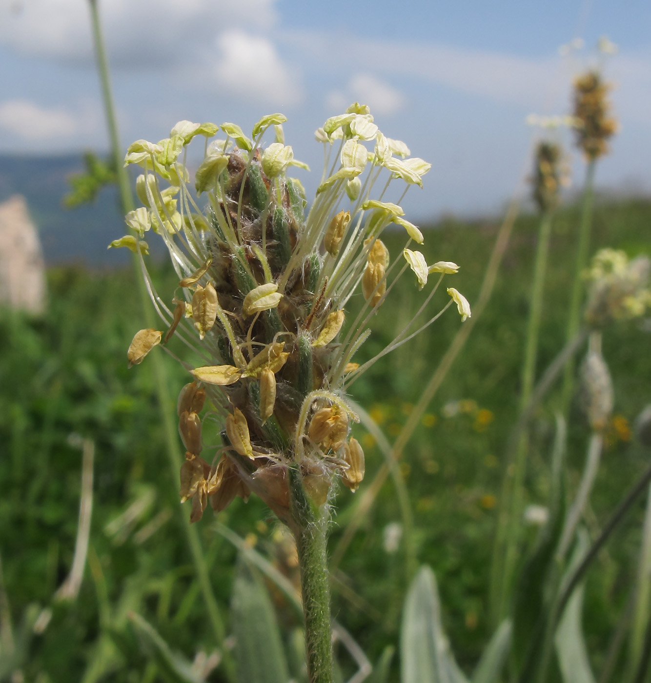 Image of Plantago atrata specimen.