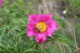 Paeonia hybrida