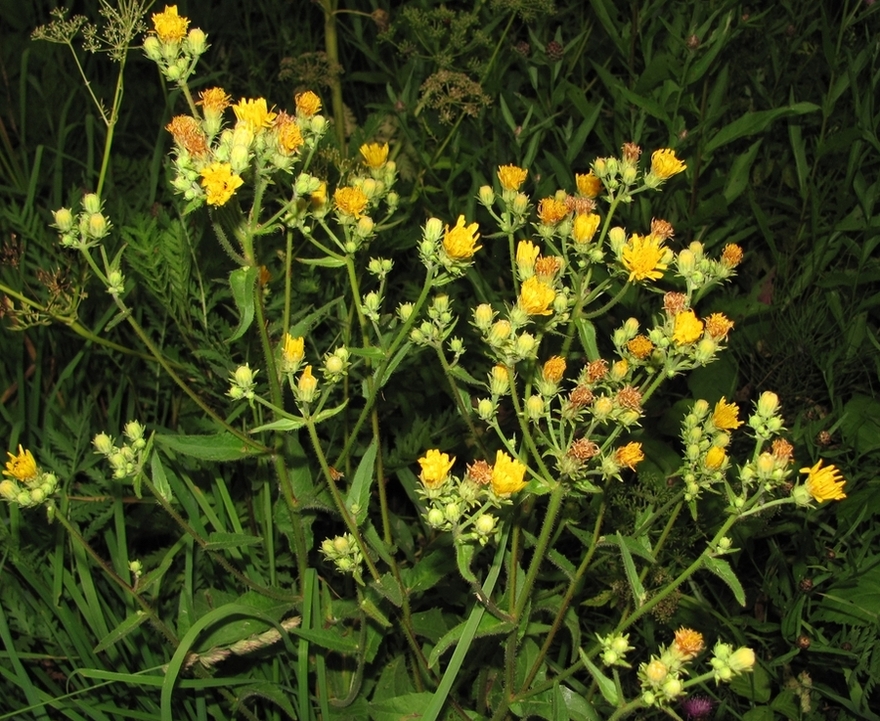 Image of Picris hieracioides specimen.