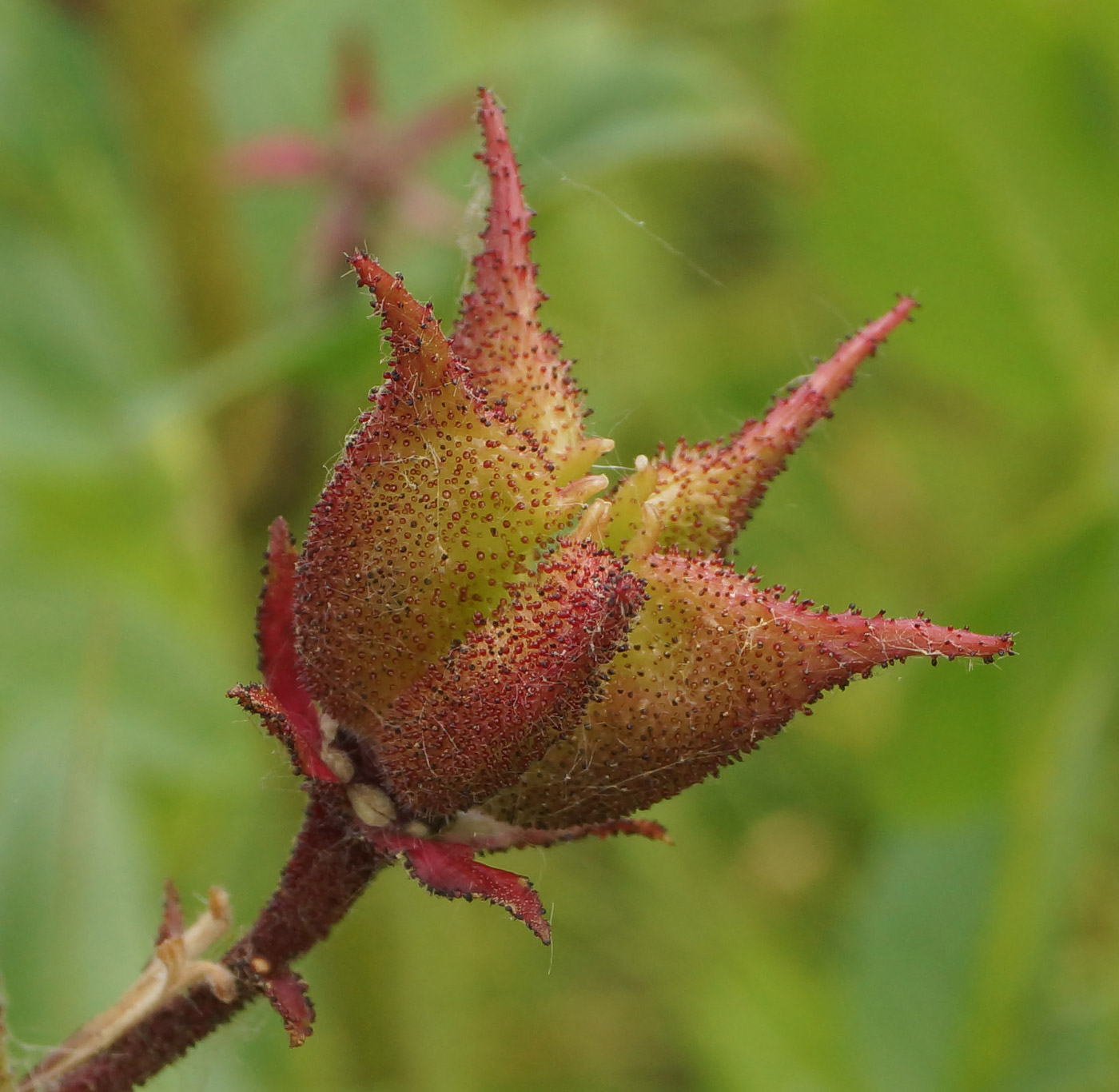 Image of Dictamnus angustifolius specimen.