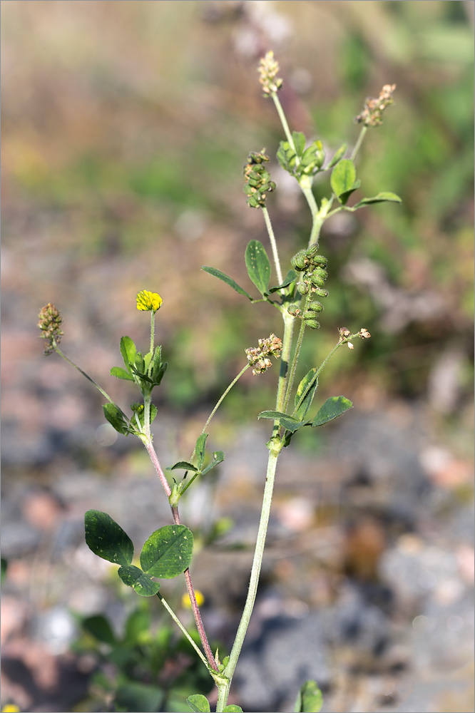 Image of Medicago lupulina specimen.