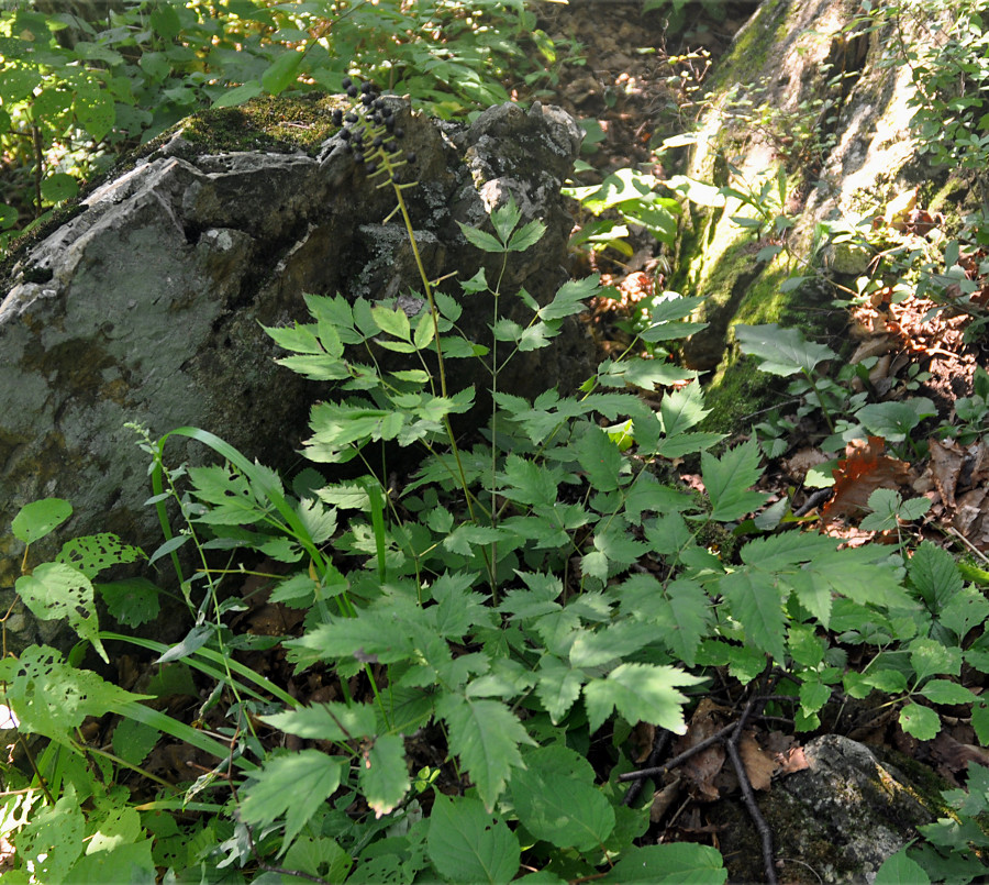 Image of Actaea asiatica specimen.