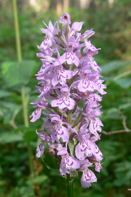 Image of Dactylorhiza fuchsii specimen.