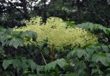 Aralia elata