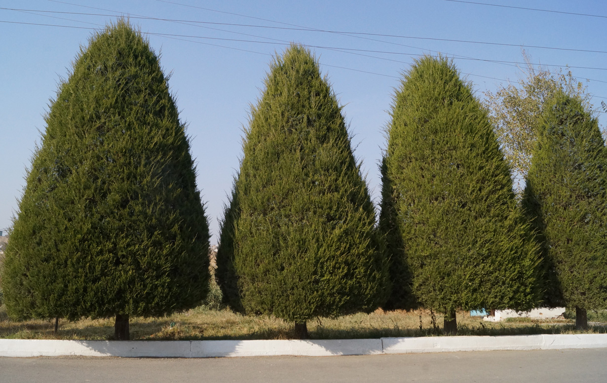 Изображение особи Juniperus virginiana.