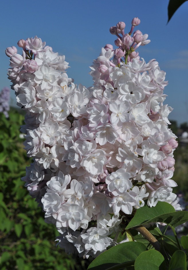 Image of Syringa vulgaris specimen.