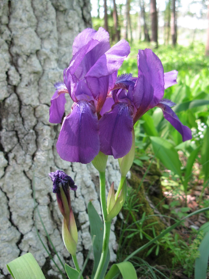 Image of Iris aphylla specimen.