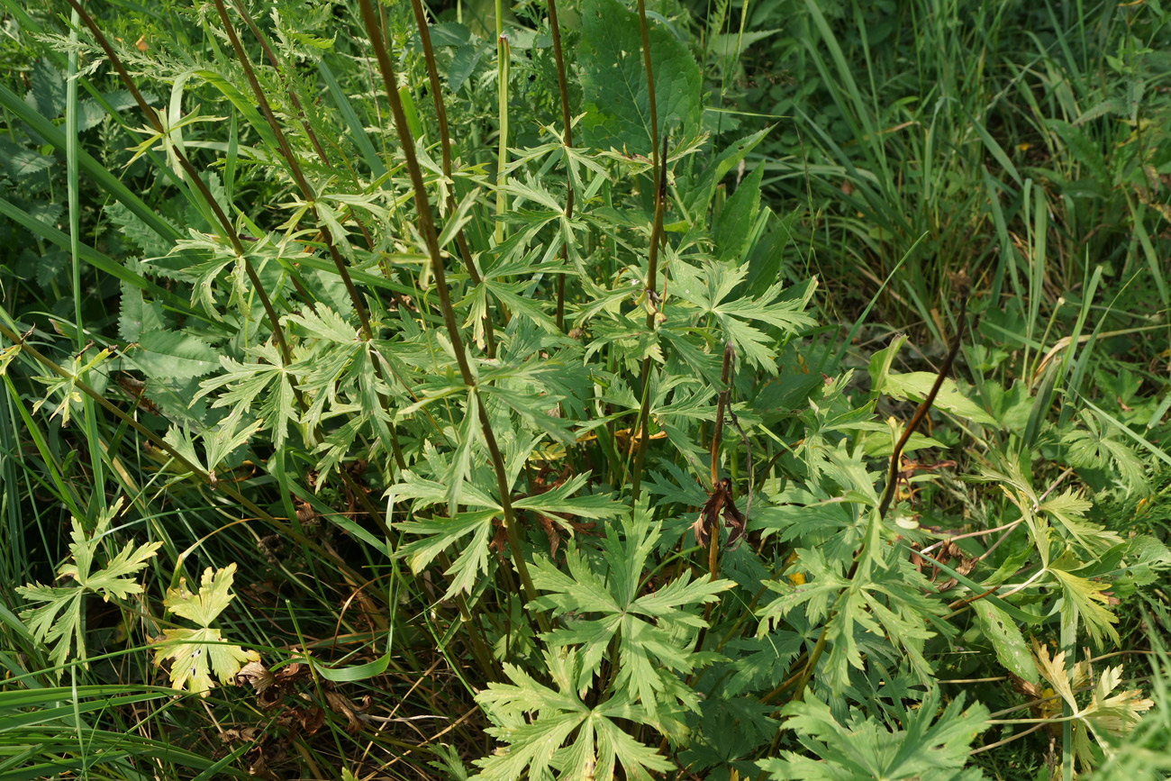 Изображение особи Trollius altaicus.