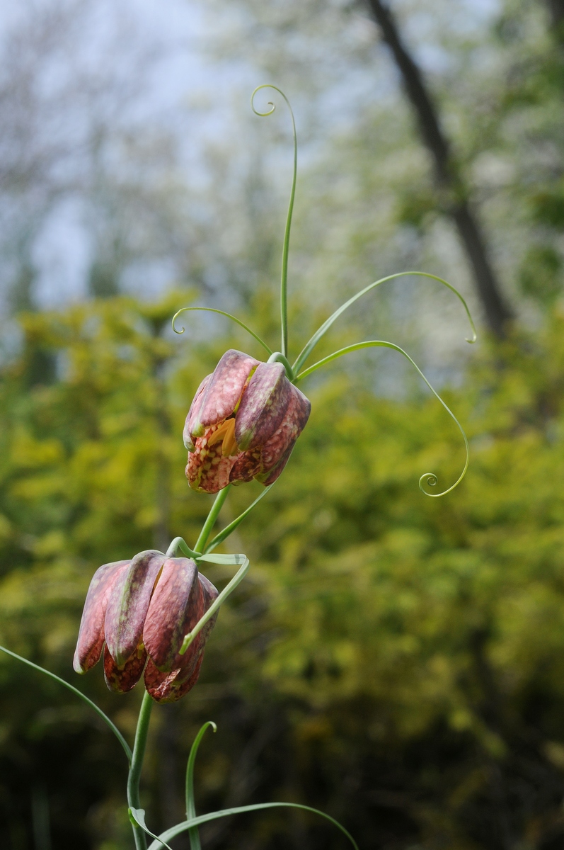 Изображение особи Fritillaria ferganensis.